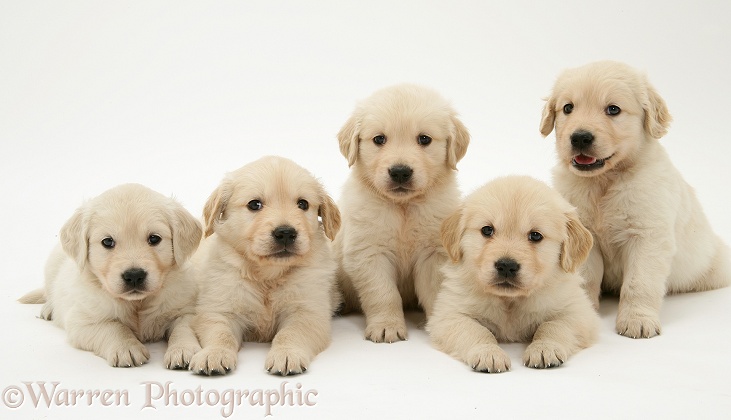Golden Retriever puppies, white background