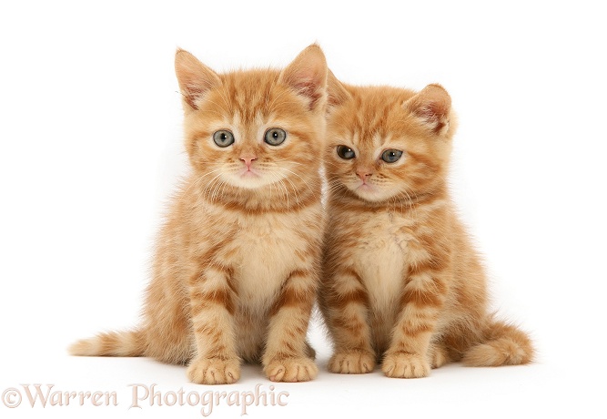 Red tabby British Shorthair kittens, white background