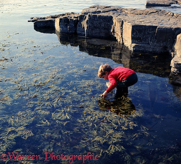 Mark, aged 5, discovering things among Bladder Wrack during low tide at Kimmeridge, southern England