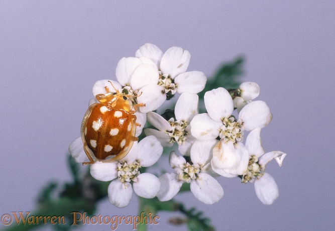 Orange Ladybird (Halyzia 16-guttata) on Yarrow (Achillea millefolium)