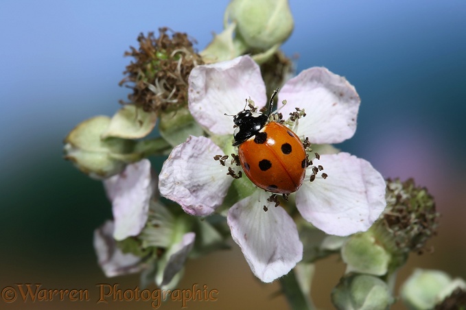Seven-spot Ladybird (Coccinella 7-punctata) on bramble flower