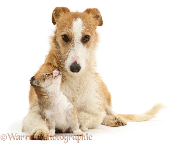 Lurcher Kipling and Chihuahua puppy, white background