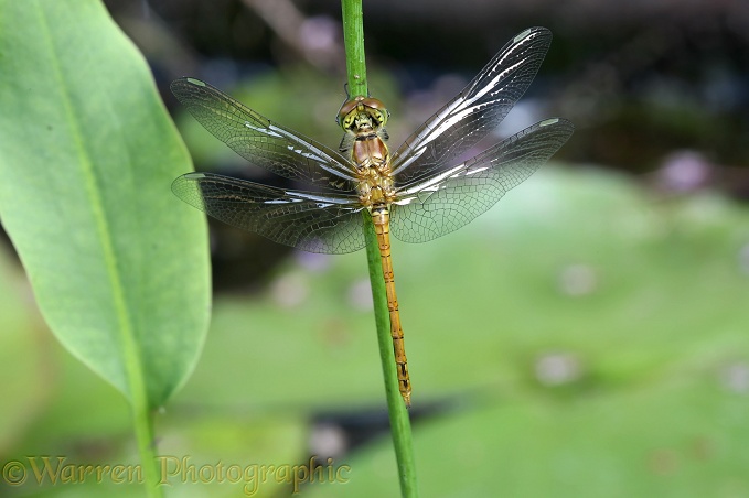 Common Darter Dragonfly (Sympetrum striolatum) newly emerged adult