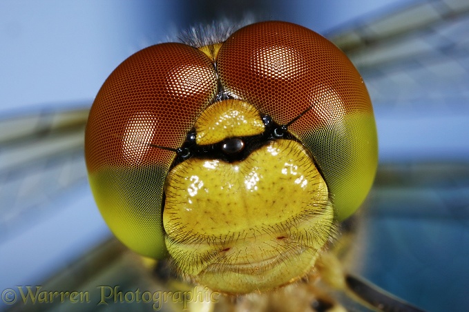 Common Darter Dragonfly (Sympetrum striolatum) newly emerged adult portrait