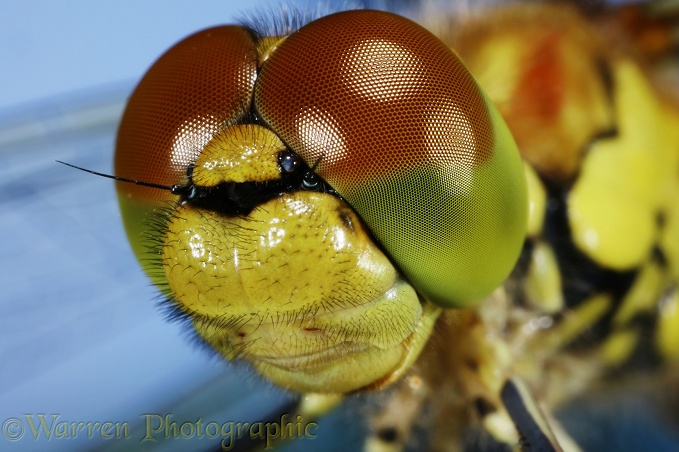 Common Darter Dragonfly (Sympetrum striolatum) newly emerged adult portrait