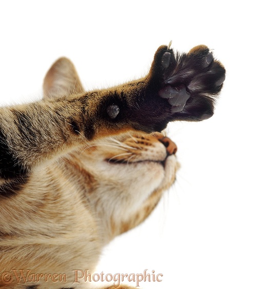 Underside of front paw of Bengal cat, Gaby, white background
