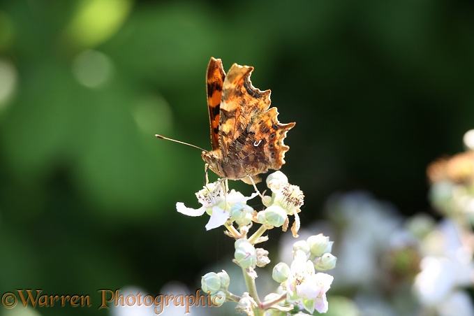 Comma Butterfly (Polygonia c-album) feeding on Bramble.  Europe