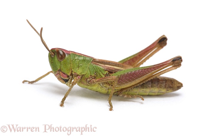 Meadow Grasshopper (Chorthippus parallelus) brachypterous female.  Europe, white background