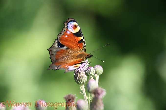 Peacock Butterfly (Inachis io) feeding of Creeping Thistle (Cirsium arvense).  Europe