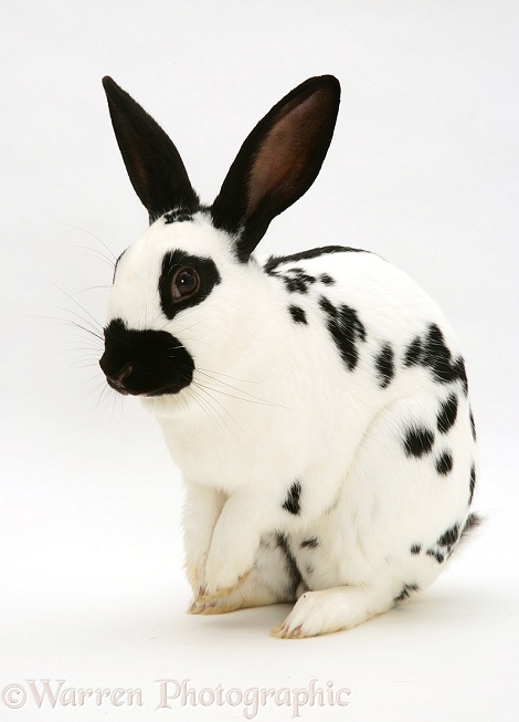Purebred English Spotted rabbit, white background