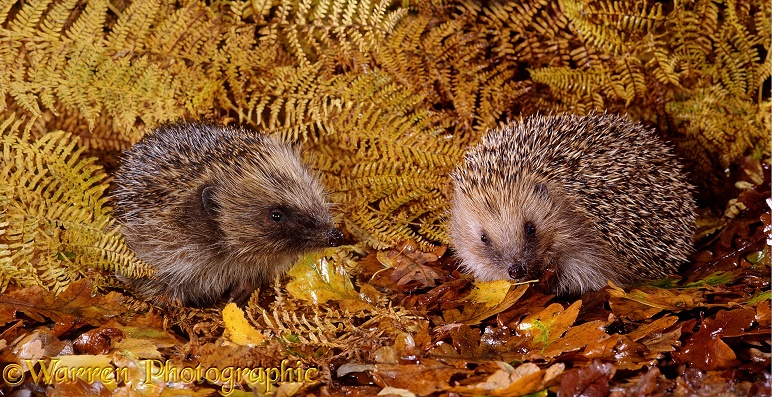 European Hedgehogs (Erinaceus europaeus) in autumn
