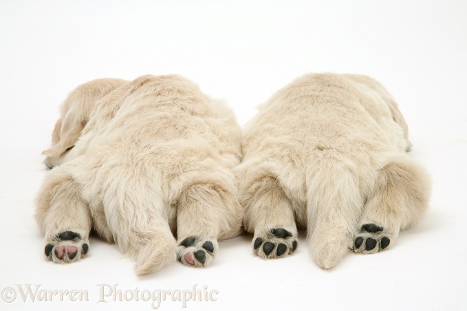 Two Golden Retriever pups asleep, back view, hind paws outstretched, white background