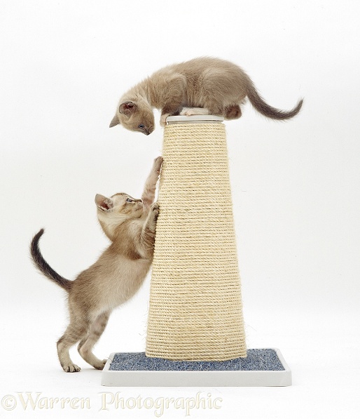 Kittens on a scratch-post, white background