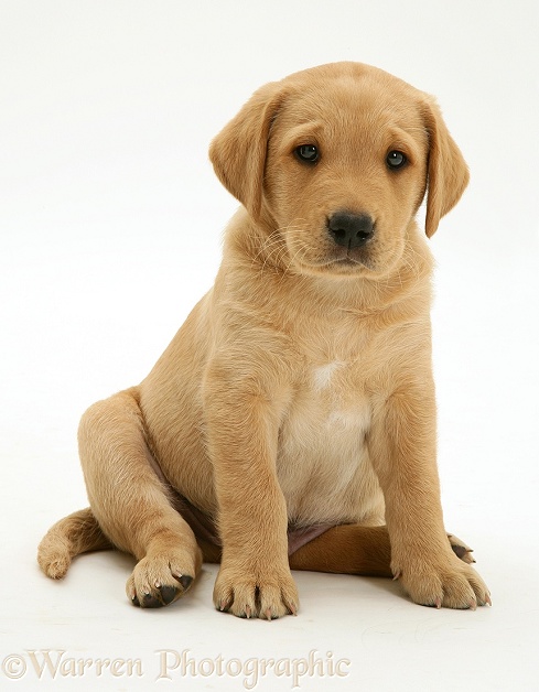 Yellow Labrador Retriever pup, 8 weeks old, sitting, white background