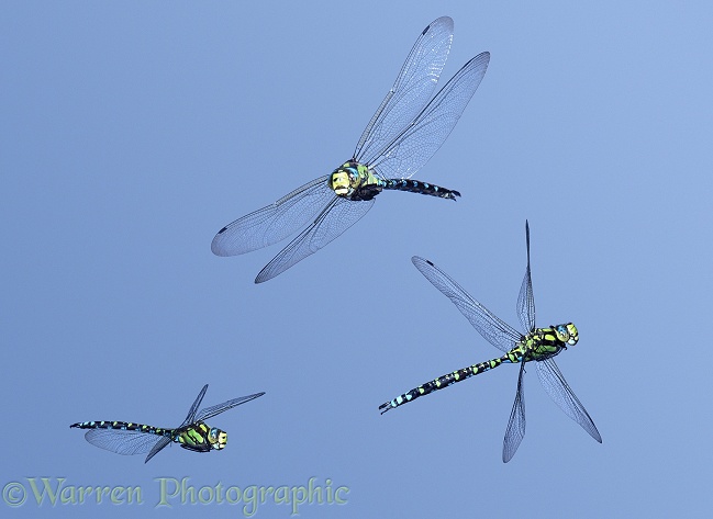 Southern Hawker Dragonfly (Aeshna cyanea) male in flight, 3 images showing level flight banking and turning.  Europe