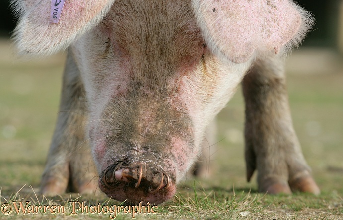 Pig with rings in its nose.  New Forest, England