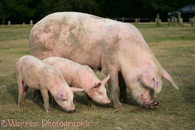 Pig and piglets.  New Forest, England