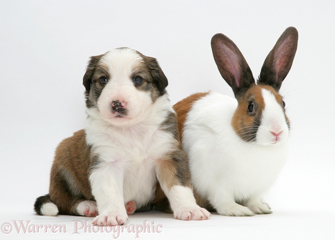 Sable-and-white Border Collie pup with fawn Dutch rabbit, white background