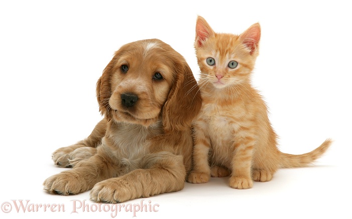 Golden Cocker Spaniel puppy and ginger kitten, white background