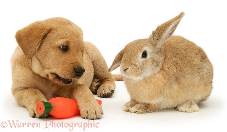 Yellow Labrador Retriever pup with squeaky toy carrot and young sandy Lop rabbit, white background