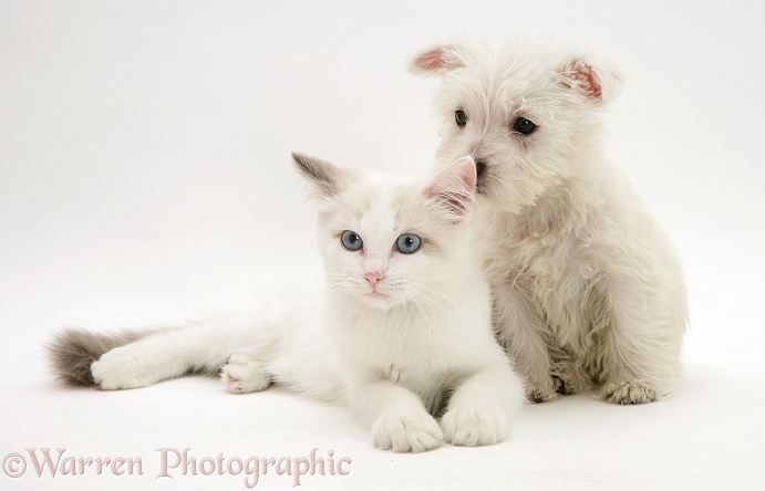 West Highland White Terrier pup sniffing blue-eyed Ragdoll cat's ear, white background