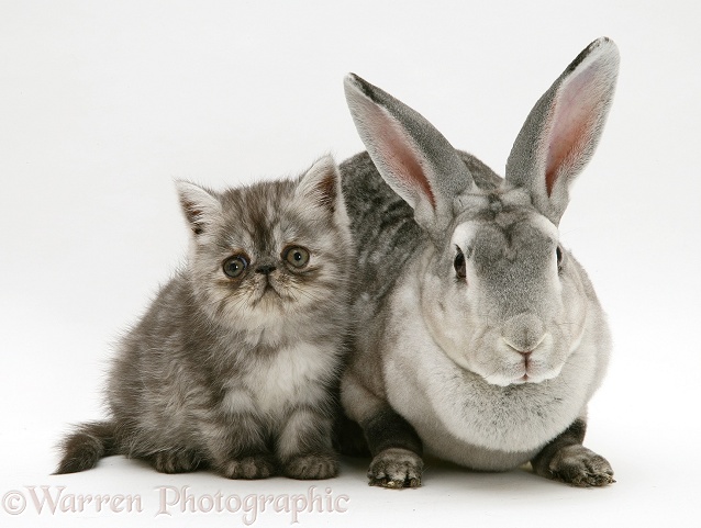 Silver Exotic kitten, 9 weeks old, with Silver Rex doe rabbit, white background