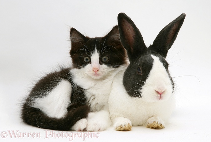 Black Dutch rabbit with black-and-white kitten Felix, white background