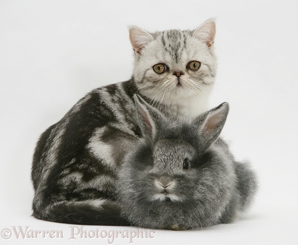 Blue-silver Exotic Shorthair kitten with baby silver Lionhead rabbit, white background