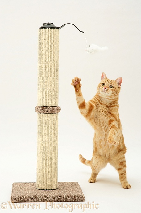 Ginger cat, Benedict, 15 months old, playing with a scratch-post, white background