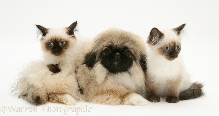 Birman-cross kittens with Pekingese pup, white background