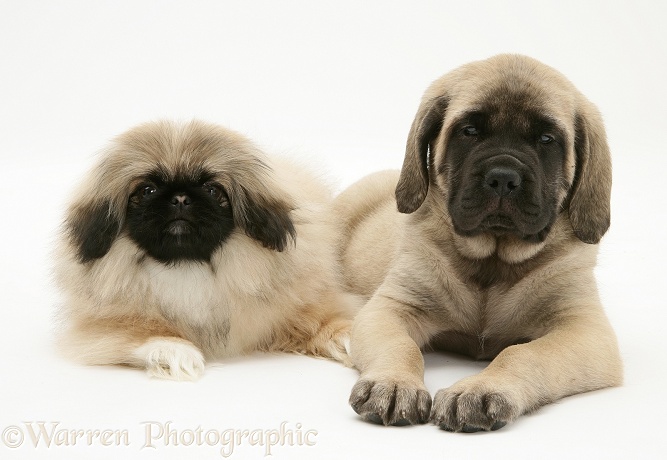 Pekingese and English Mastiff pups, white background