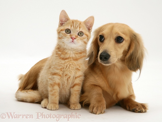 Ginger kitten with cream dapple Dachshund pup, white background