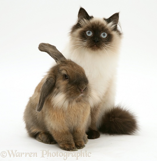 Young Birman-cross cat Dwarf Lionhead x Lop rabbit, white background