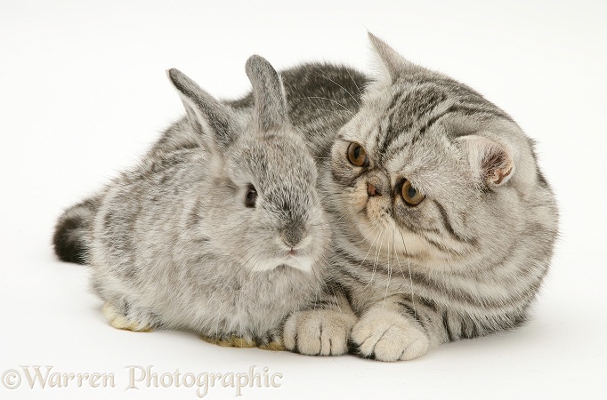 Silver Exotic cat and silver baby rabbit, white background