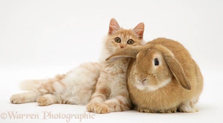 Red silver Turkish Angora cat and sandy Lop Rabbit snuggled together, white background