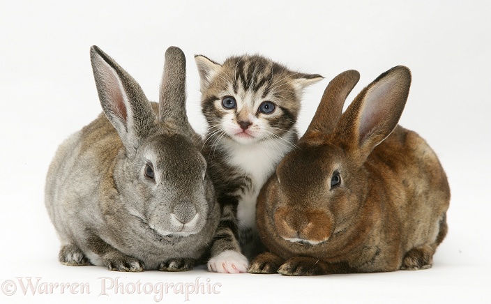 Tabby kitten and two rabbits, white background