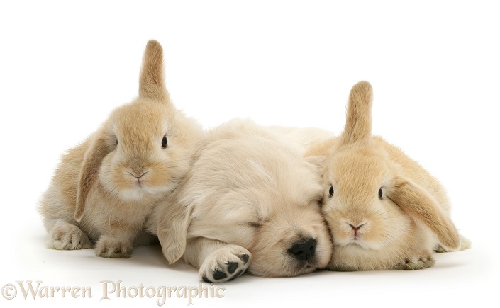 Golden Retriever pup sleeping between two young Sandy Lop rabbits, white background