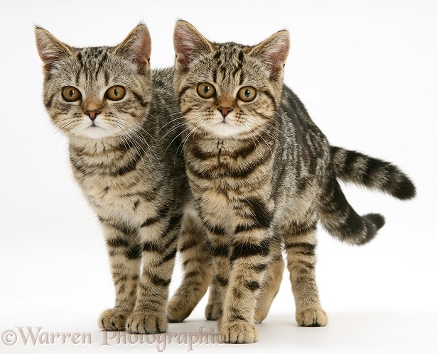 Two British Shorthair tabby kittens, white background
