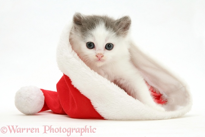 Kitten in a Santa hat, white background