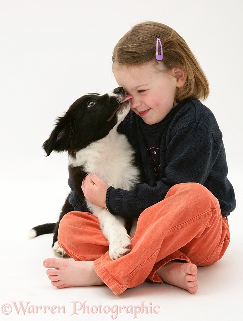 Katie (4) being licked by a Border Collie puppy, white background
