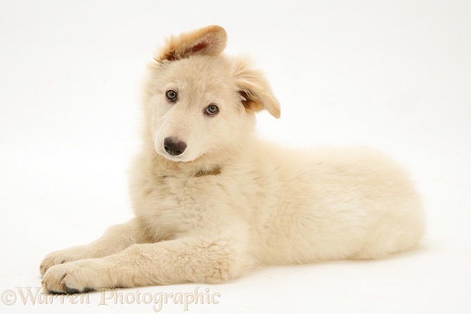 White German Shepherd Dog pup, white background