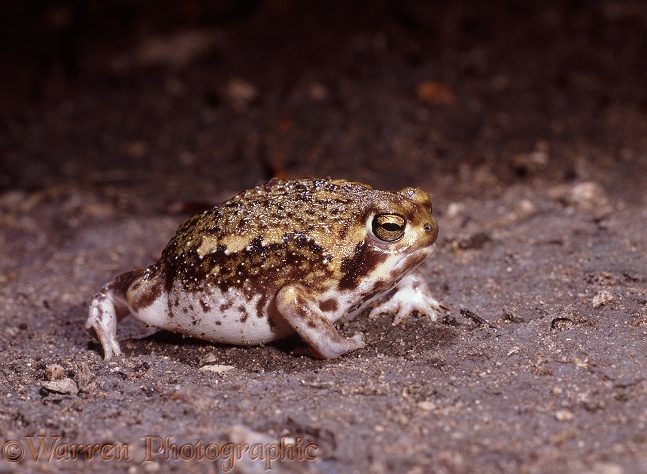 Natal Pyxie Frog (Pyxicephalus natalensis) active after rain.  Southern Africa