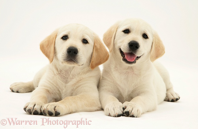Yellow Goldador Retriever puppies, white background