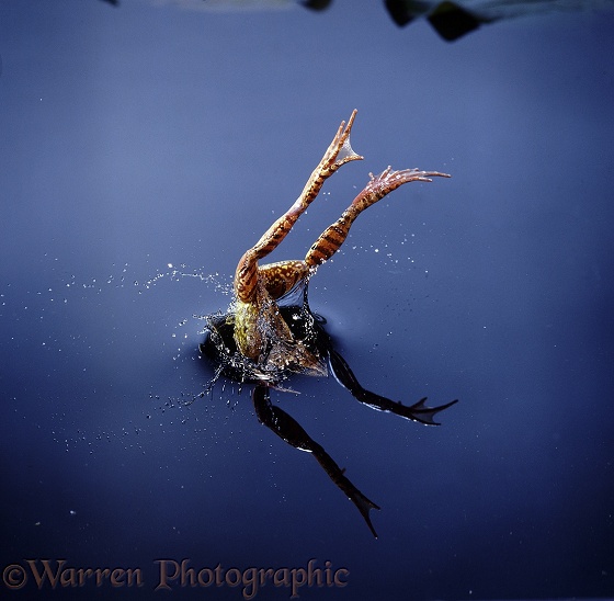 Common Frog (Rana temporaria) diving into water.  Europe