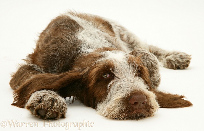 Brown Roan Spinone pup, Wilson, 12 weeks old, lying with chin on the floor, white background