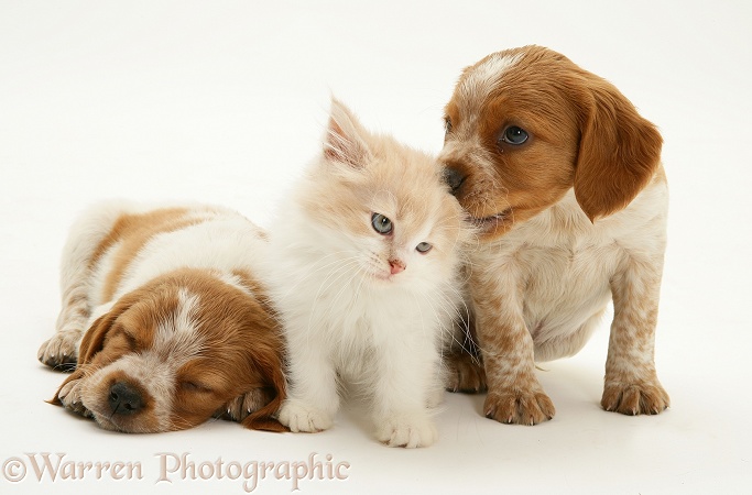 Ginger-and-white Persian-cross kitten Thomson between two Brittany Spaniel pups, white background