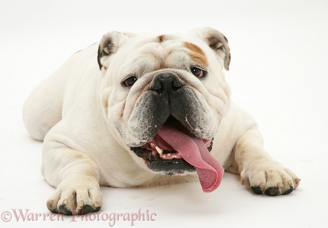 Red-and-white Bulldog with tongue out, white background