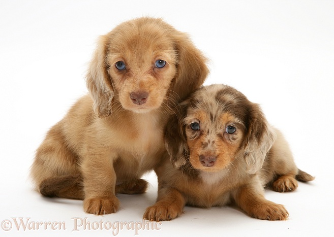 Chocolate Dapple and Cream Dapple Miniature Long-haired Dachshund pups, white background