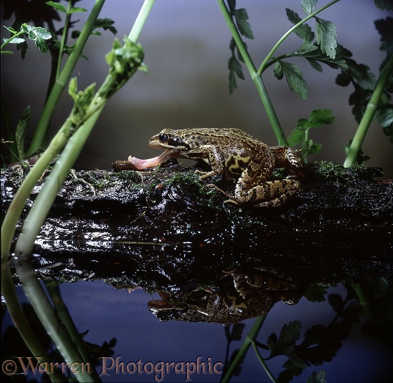Common Frog (Rana temporaria) taking a cranefly larva.  Europe