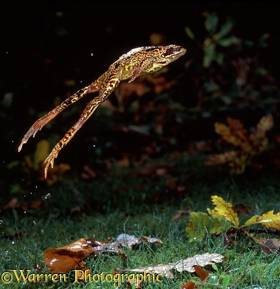 Common Frog (Rana temporaria) leaping.  Europe